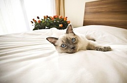 Holiday Inn Moscow Tagansky объявил себя средством размещения для самоизоляции
