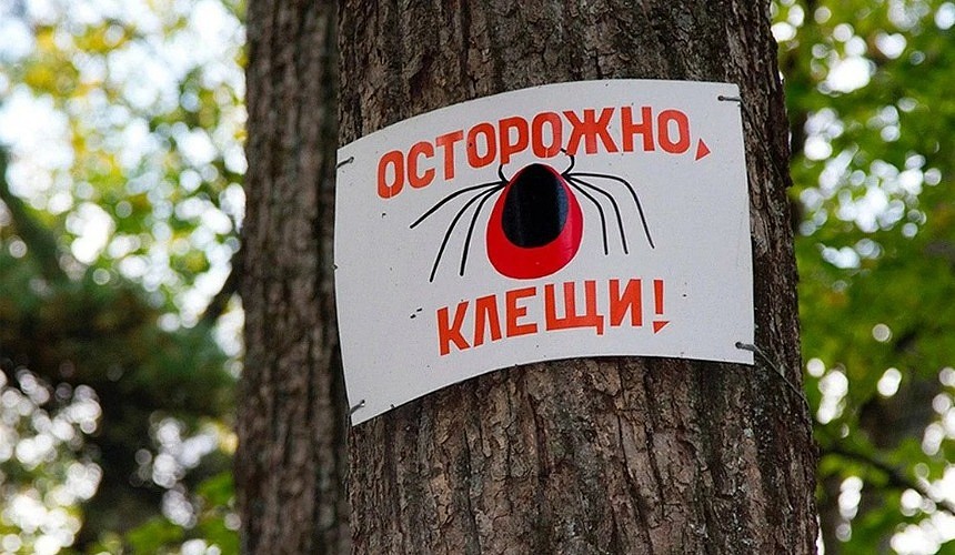 Алтайские клещи притихли, не дождавшись московских туристов